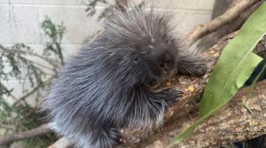 Physiotherapy saves spiky newborn at Blackpool Zoo