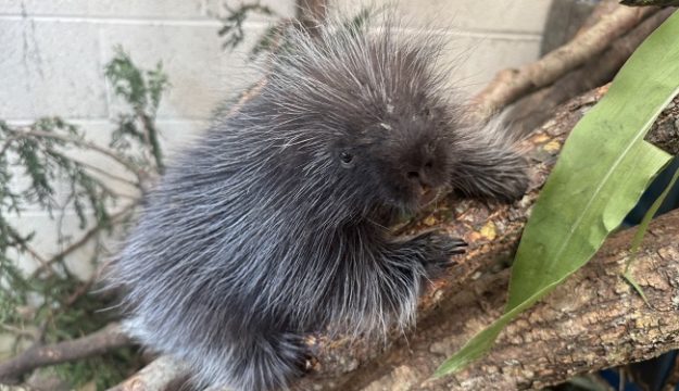 Physiotherapy saves spiky newborn at Blackpool Zoo